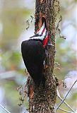 Pileated Woodpecker